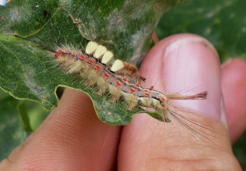 Larva di Orgya antiqua